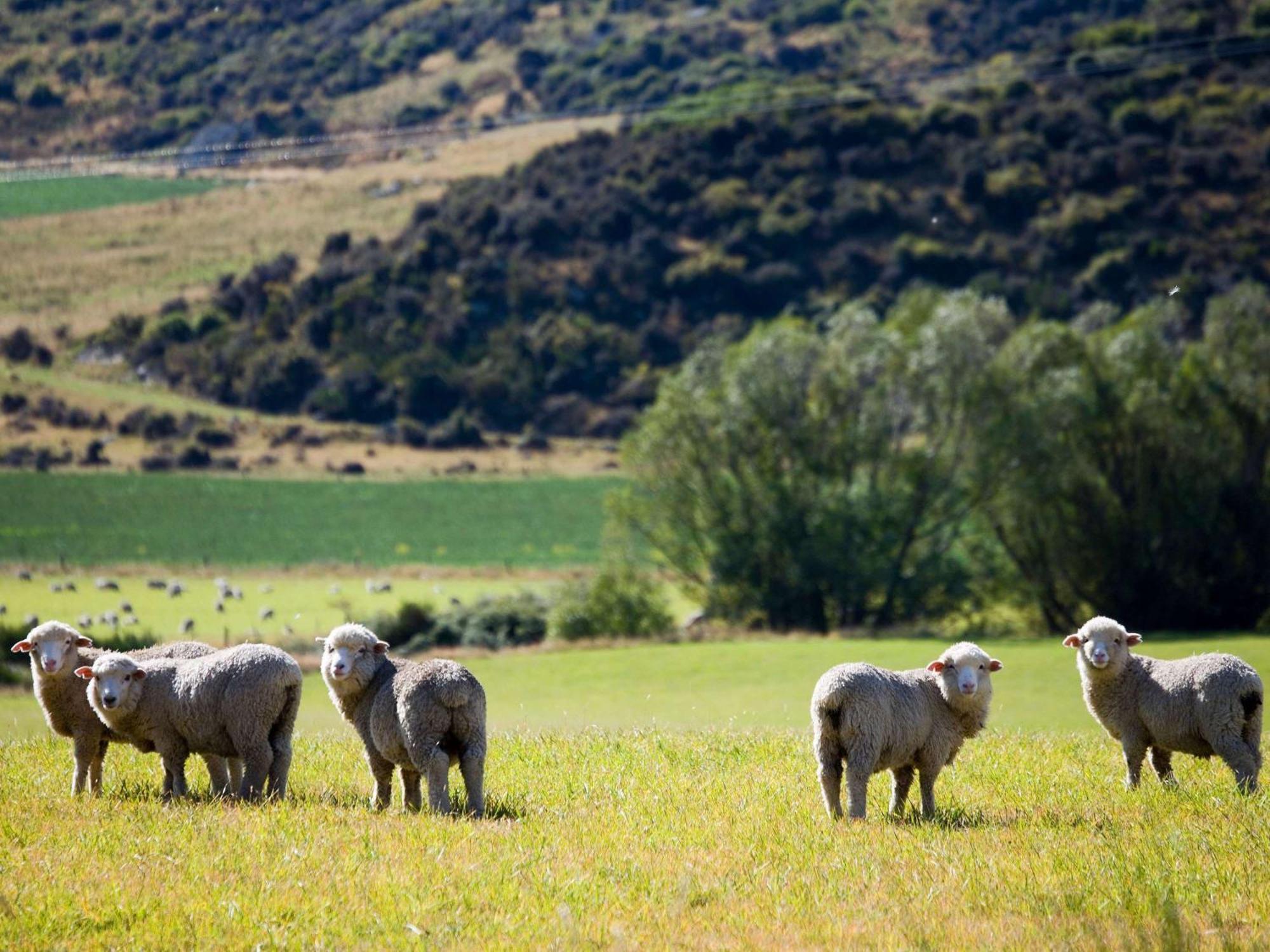 Hotel St Moritz Queenstown - Mgallery By Sofitel Exteriör bild Sheep in the Manawatu Gorge